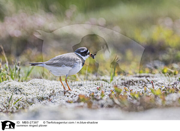 common ringed plover / MBS-27387