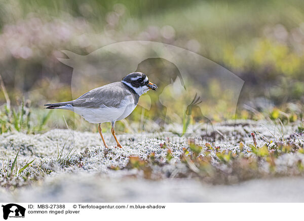 common ringed plover / MBS-27388