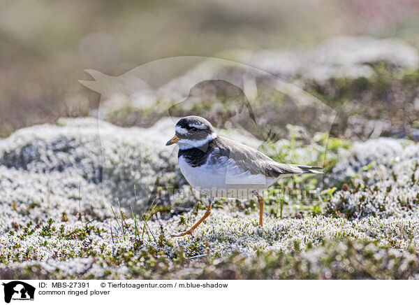 common ringed plover / MBS-27391