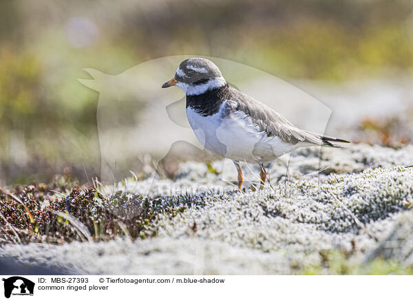 common ringed plover / MBS-27393