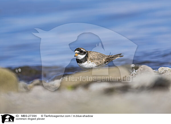 common ringed plover / MBS-27394
