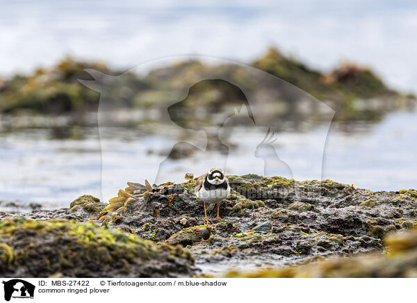 common ringed plover / MBS-27422