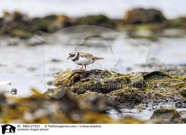 common ringed plover / MBS-27423
