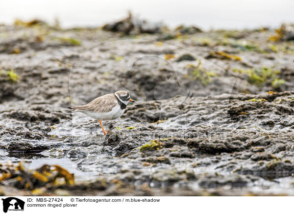 common ringed plover / MBS-27424