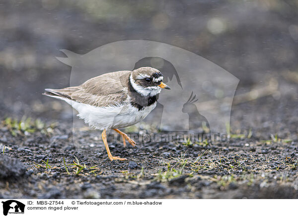common ringed plover / MBS-27544