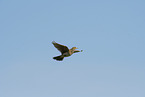 Common Skylark