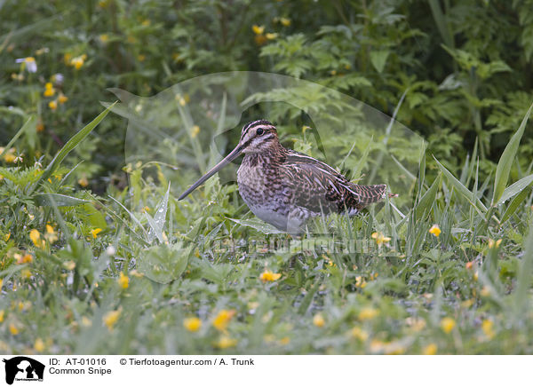 Common Snipe / AT-01016