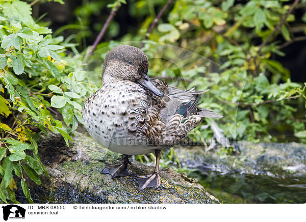 common teal / MBS-08550
