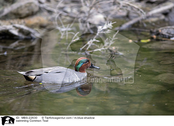 swimming Common Teal / MBS-22630