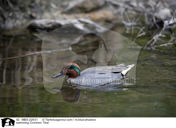 swimming Common Teal / MBS-22631
