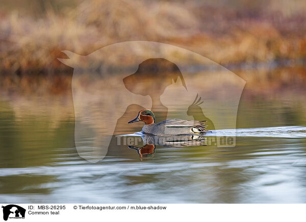 Common teal / MBS-26295