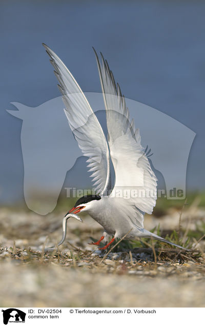 common tern / DV-02504