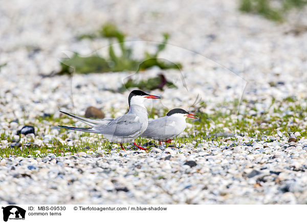 common terns / MBS-09530