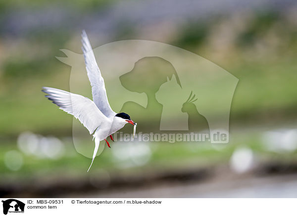 common tern / MBS-09531