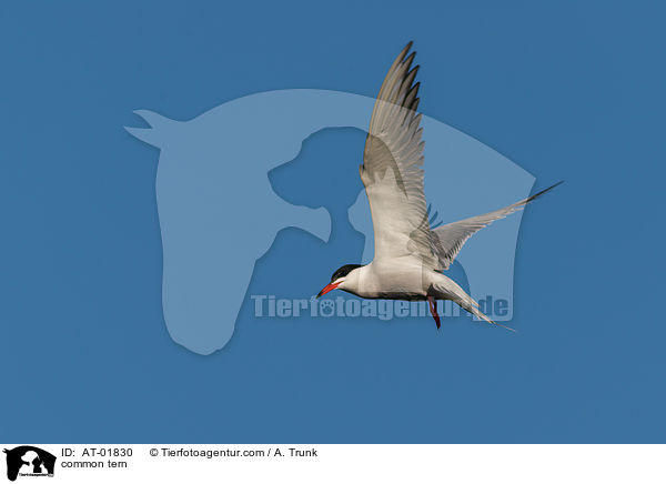 common tern / AT-01830
