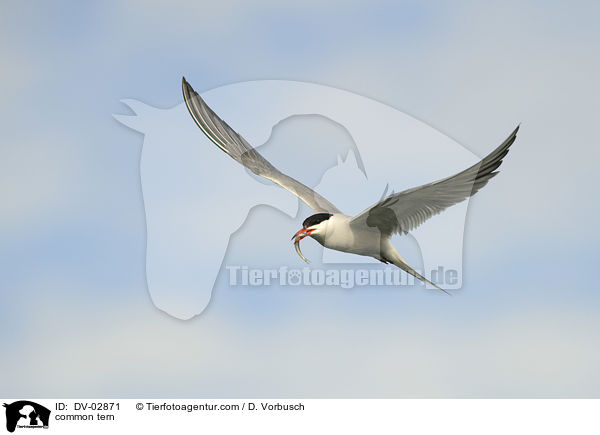 common tern / DV-02871
