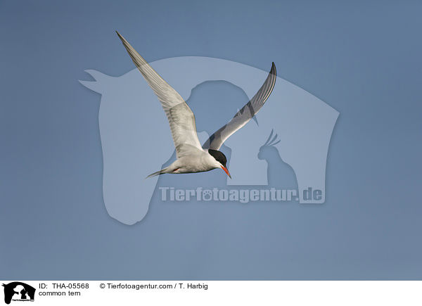 common tern / THA-05568