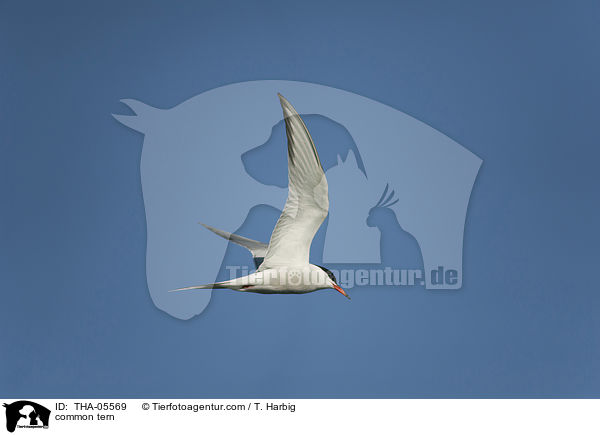 common tern / THA-05569