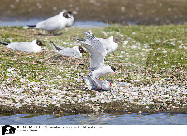 common terns / MBS-15301