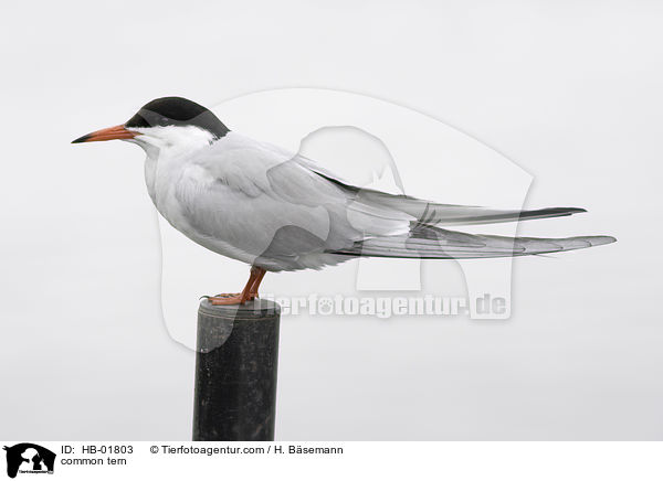 common tern / HB-01803