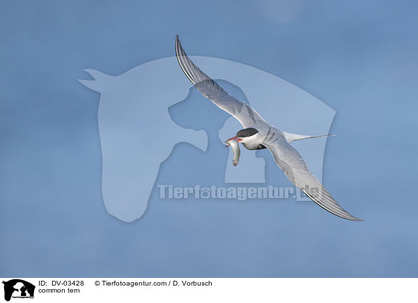 common tern / DV-03428