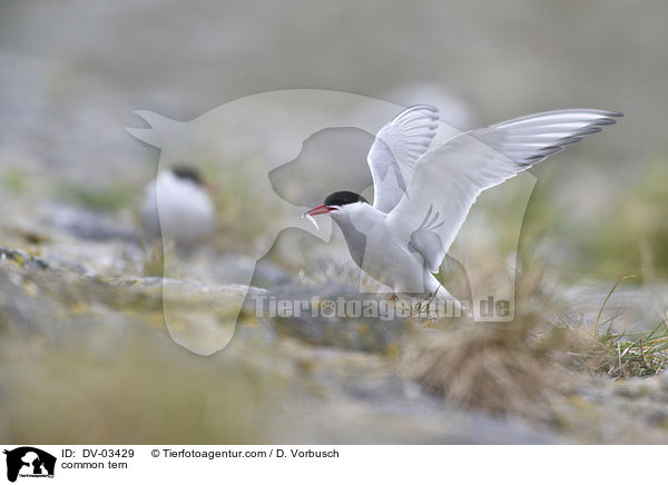 common tern / DV-03429