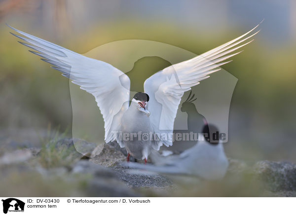 common tern / DV-03430