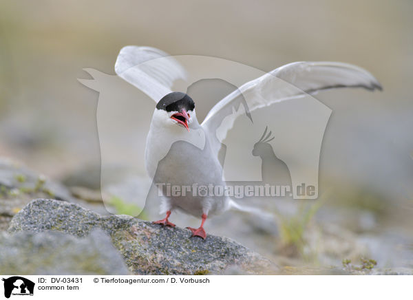 common tern / DV-03431