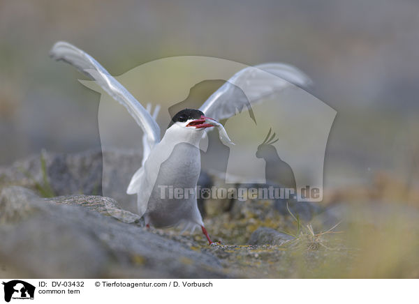 common tern / DV-03432