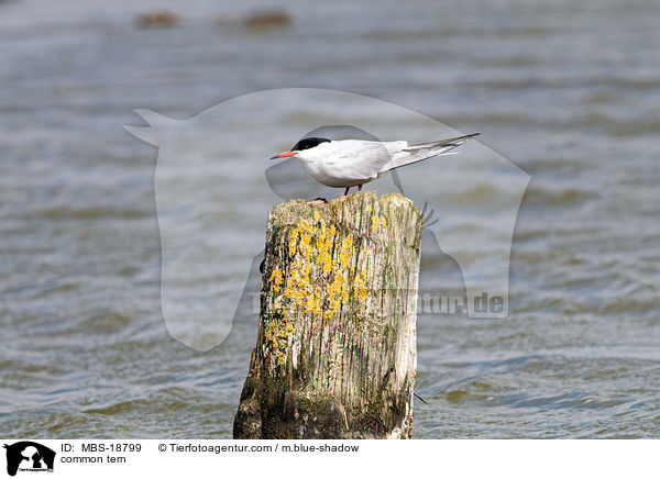 common tern / MBS-18799