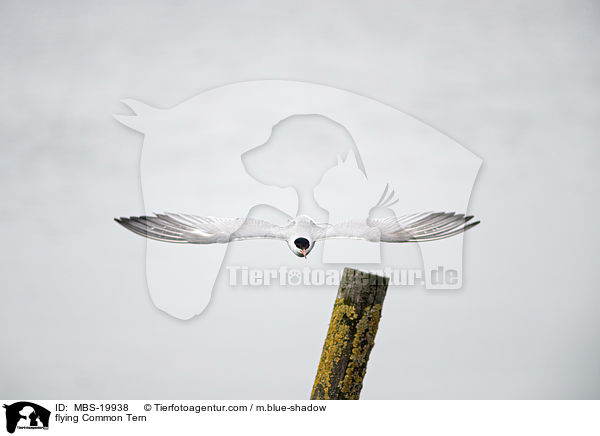 flying Common Tern / MBS-19938