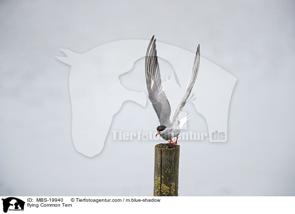 flying Common Tern / MBS-19940