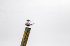 sitting Common Tern