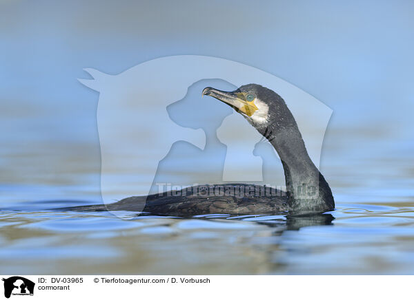 cormorant / DV-03965