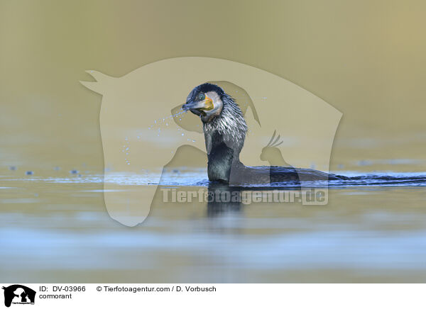 cormorant / DV-03966