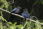 crested jay