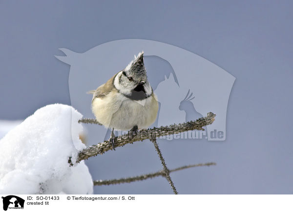 crested tit / SO-01433