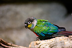 crimson-bellied parakeet