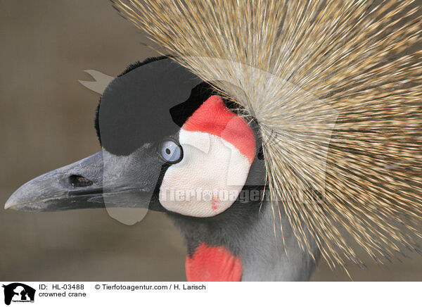 crowned crane / HL-03488