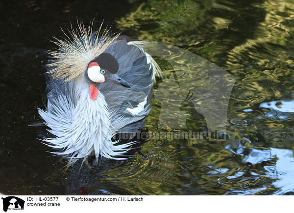 crowned crane / HL-03577