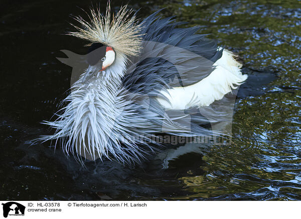 crowned crane / HL-03578