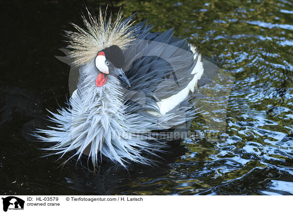crowned crane / HL-03579