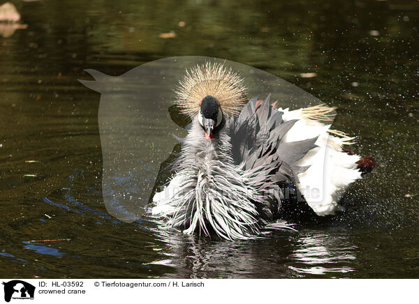 crowned crane / HL-03592