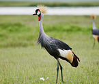 walking Crowned Cranes