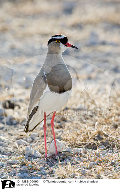 crowned lapwing / MBS-06060