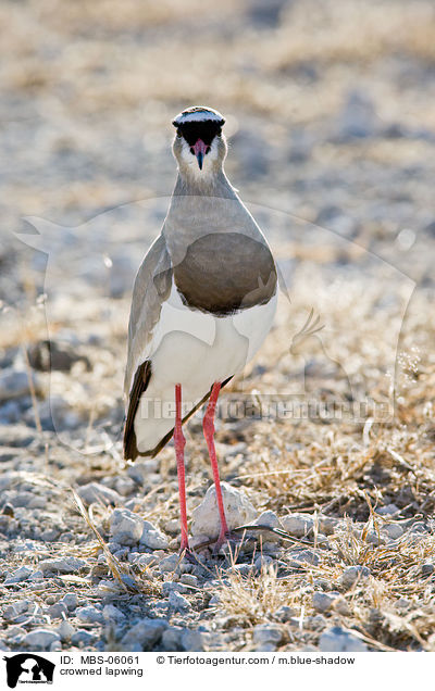 crowned lapwing / MBS-06061