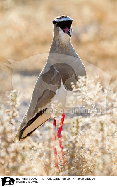 crowned lapwing / MBS-06062