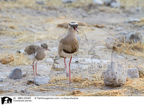 Vcrowned plover / MBS-25066