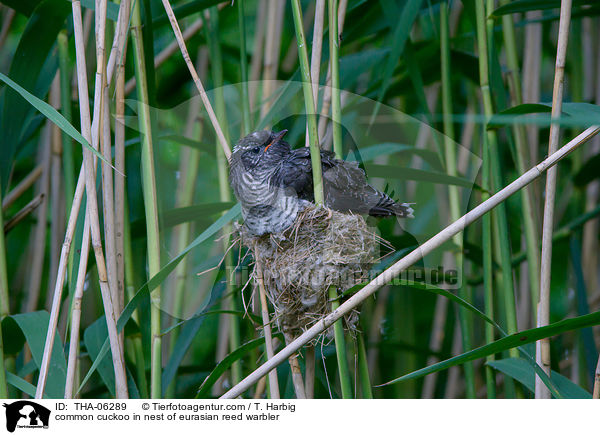 common cuckoo in nest of eurasian reed warbler / THA-06289