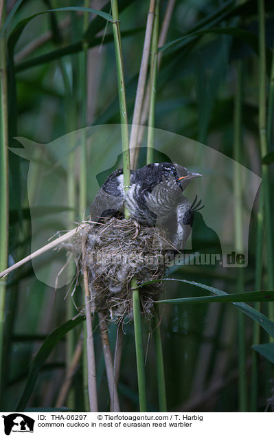 common cuckoo in nest of eurasian reed warbler / THA-06297
